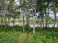 Little Narrows